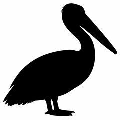 Pelican vector illustration, bird  isolated on white, Parrot silhouette, Parrot vector art