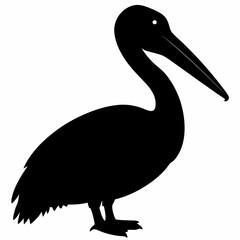 Pelican vector illustration, bird  isolated on white, Parrot silhouette, Parrot vector art