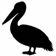 Pelican vector illustration, bird  isolated on white, Parrot silhouette, Parrot vector art