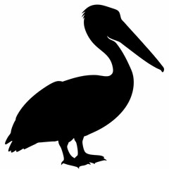 Pelican vector illustration, bird  isolated on white, Parrot silhouette, Parrot vector art