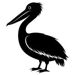 Pelican vector illustration, bird  isolated on white, Parrot silhouette, Parrot vector art