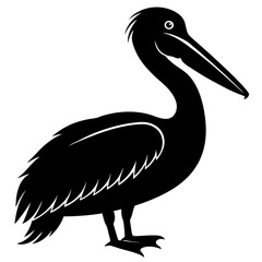 Pelican vector illustration, bird  isolated on white, Parrot silhouette, Parrot vector art