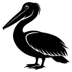 Pelican vector illustration, bird  isolated on white, Parrot silhouette, Parrot vector art
