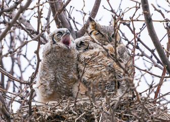 A Great Horned baby Owl or owlet lets out a big yawn as it sits with its family inside the nest.