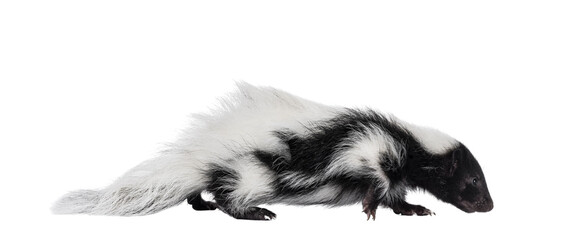 Black and white baby skunk walking side ways. Head down looking sniffing floor. Isolated cutout on...
