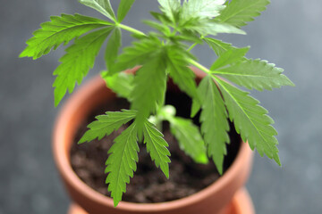 Homegrown marijuana.