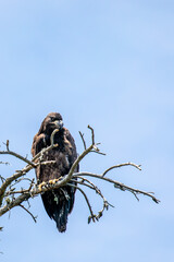 Bald Eagle (Haliaeetus leucocephalus) juvenile, in a blue sky background with copy space