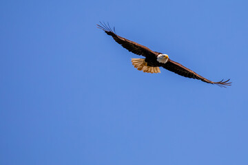 Bald Eagle (Haliaeetus leucocephalus) young adult, flying in a blue sky with copy space