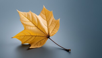 Fototapeta premium autumn leaves on a black background