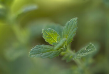 close up of lemon mint, mint leaves,  close up of leaves, bright green leaves