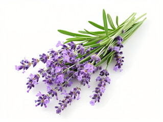 lavender flowers isolated on white