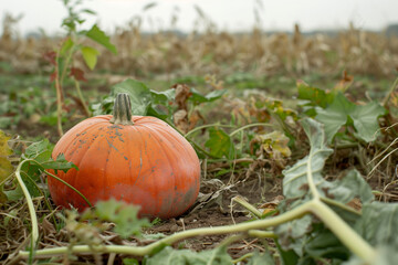 Fototapeta premium pumpkin on the grass