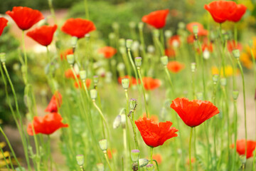 Beautiful poppy flower plant background