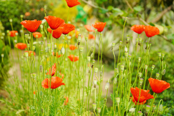 Beautiful red Poppy flower Plant