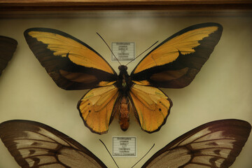 Beautiful Ornithoptera croesus lydius butterflies on white background
