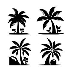 Fototapeta premium Tall tropical tree with large versatile and feathery leaves 