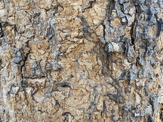 background bark wood texture tree natural pattern old trunk wooden.