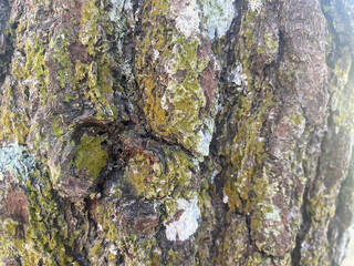 background bark wood texture tree natural pattern old trunk wooden.