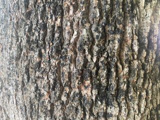 background bark wood texture tree natural pattern old trunk wooden.