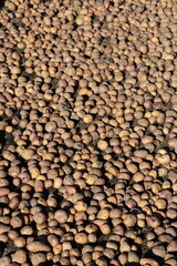 récolte de pomme de terre - Lac Titicaca 