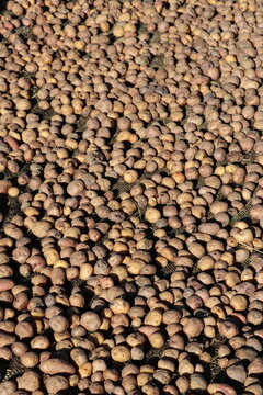 r&eacute;colte de pomme de terre - Lac Titicaca 