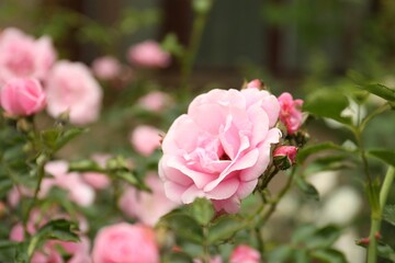 Beautiful pink roses blooming outdoors on spring day, closeup