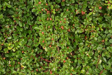 Branches of beautiful cotoneaster shrub with berries outdoors, closeup