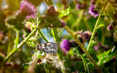 Flowering prickly thistle on the summer field