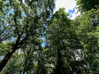 Beautiful trees with green leaves growing in park, low angle view