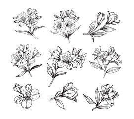 Vector set of flowers alstroemeria. © BigJoy