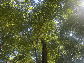 forest nature background environment green landscape tree outdoor wood summer.