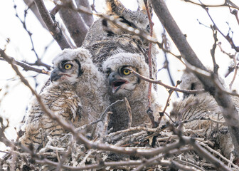 A close up portrait of two Great Horned Owl chicks or owlets alert in their nest.