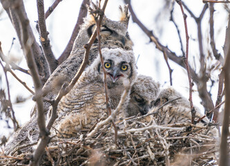 A wide eyed and curious baby owl looking intently at the viewer from its nest.