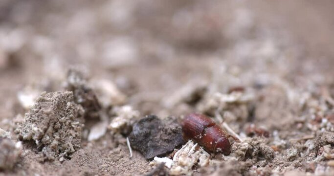 Western Pine Beetle close up on a piece of tree bark