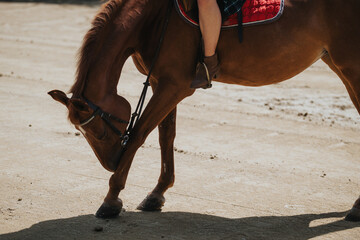 A brown horse with a rider bending its head to the ground. The image captures a serene and focused...