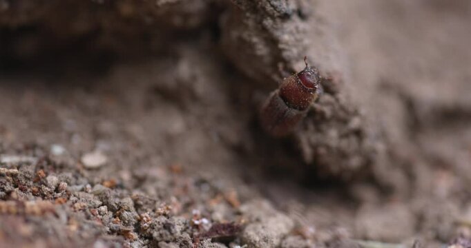 Western Pine Beetle close up on a piece of tree bark