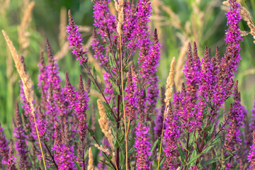 purple magenta flowers in the field, meadow 