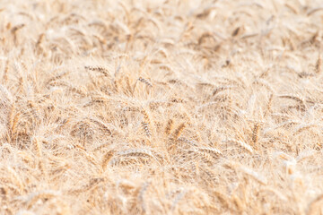 golden wheat field in summer, ears of wheat in the wind