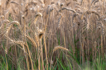 golden wheat field in summer, ears of wheat in the wind