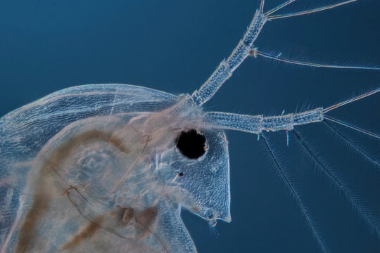 kopf von einem wasserfloh vor blauem hintergrund, mikroskopaufnahme, daphnia