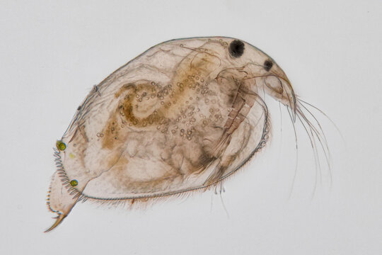 ein wasserfloh als mikroskopaufnahme vor wei&szlig;em hintergrund, pleuroxus truncatus