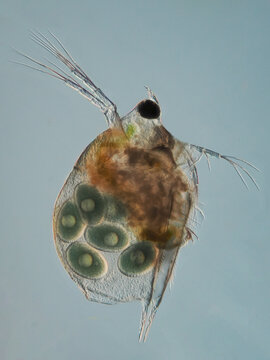 ein wasserfloh mit eiern als mikroskopaufnahme vor wei&szlig;em hintergrund, scapholeberis-mucronata