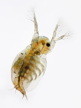ein wasserfloh als mikroskopaufnahme vor wei&szlig;em hintergrund, sida crystallina