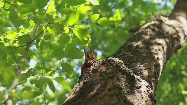 a squirrel on a tree eats a nut
