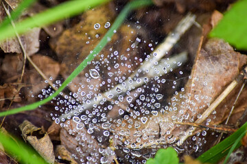 frog on leaf
