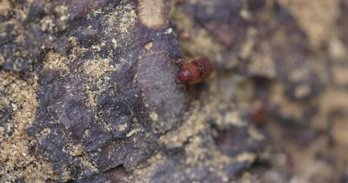 Western Pine Beetle close up on a piece of tree bark