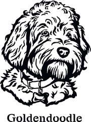Goldendoodle - Funny Dog, Vector File, Cut Stencil for Tshirt