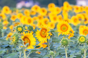 yellow sunflower field, summer, agriculture, beautiful 