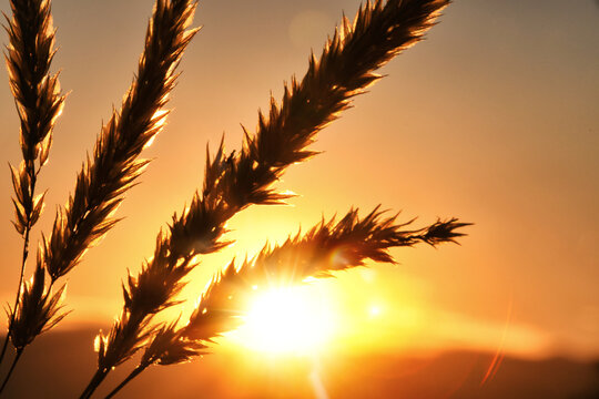 Heatwave concept - blazing sun setting behind dried grass in summer, heat climate change temperature 