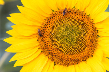 Naklejka premium yellow sunflower field, summer, agriculture, beautiful, close up